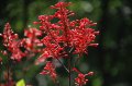 Odontonema stricta - arbuste exotique  fleurs de mi-ombre  plein soleil 1.5m